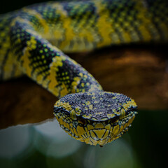 close up of a snake