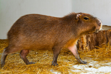Capybara in the house