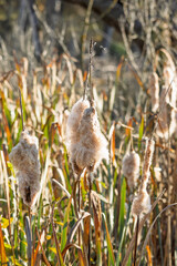 Fluffy cattail in the swamp close-up. A detailed view of fluffy mature cattails standing tall among marsh grass, highlighting their delicate structure in a natural wetland environment in late autumn