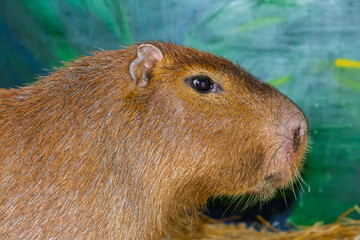 Capybara in the house