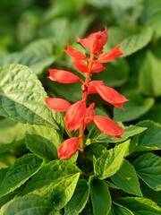 Beautiful portrait mode image of red colour Salvia flower with green leaves