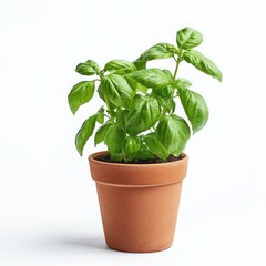 Naklejka premium Small potted basil, side view, standing in a neutral pose, pure white background, high-definition commercial photography with precise contrast and sharp leaf details, no shadows