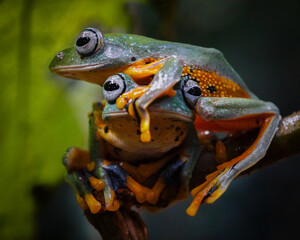 frog on a leaf