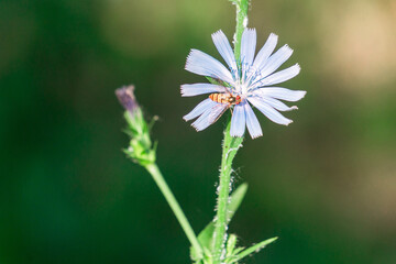 Purple wild flowers in the forest in summer close-up