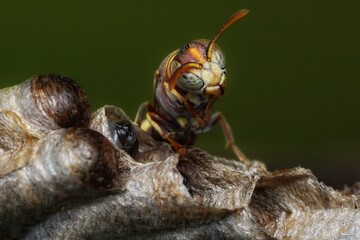 close up a bee on the nest