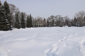 北海道の冬の雪景色