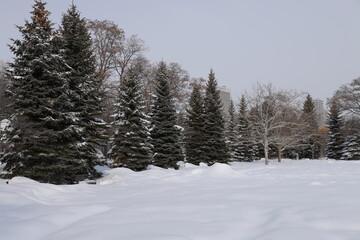 北海道の冬の雪景色