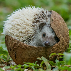 hedgehog in the grass