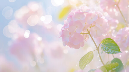 梅雨 紫陽花 Hydrangea