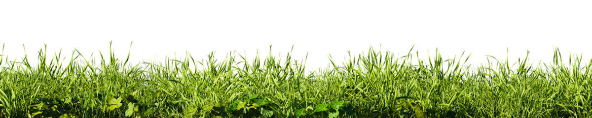Field of tall green grass on white transparent background. 3D rendering illustration