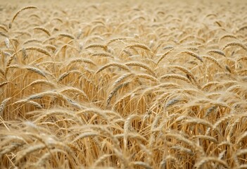 Golden wheat field undulating gently in the summer breeze ready for harvest