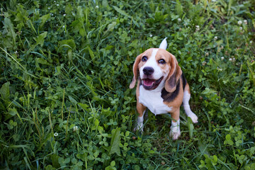 A beagle dog with his tongue hanging out sits on the green grass on a hot summer day. Top view.