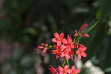 Fototapeta premium Close-up photo of red yatropa flowers in bloom