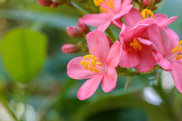 Close-up photo of pink yatropa flowers in bloom