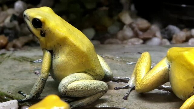 Dyeing poison dart frog, its scientific name is Dendrobates tinctorius