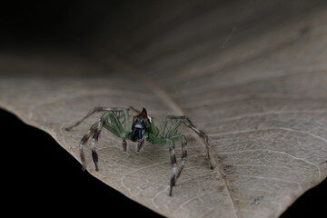 spider on a leaf