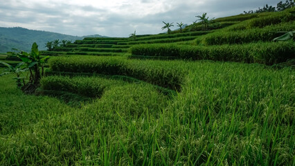 rice terraces in Indonesia 