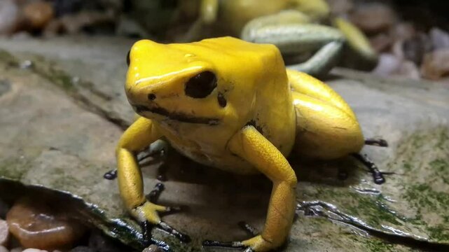 Dyeing poison dart frog, its scientific name is Dendrobates tinctorius