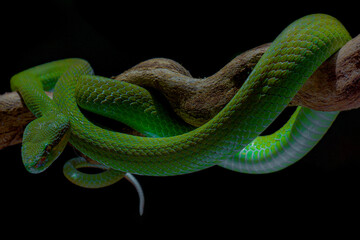 close up of a green snake