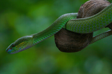 green snake in the grass
