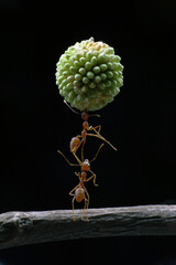 ant on a branch