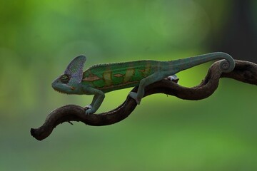 green lizard on a tree