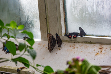 Butterfly in the House of butterflies, Vienna