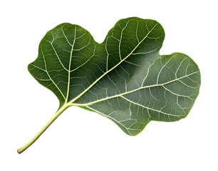 Obraz premium Leaf fig serenity isolated on a transparent background