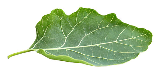 Leaf fig serenity isolated on a transparent background