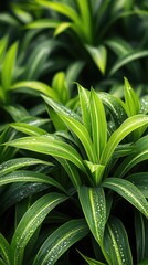 Vibrant Green Foliage with Dew Drops on Leaves in Lush Natural Setting