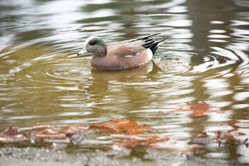 A view of an American wigeon swimming in a pond.