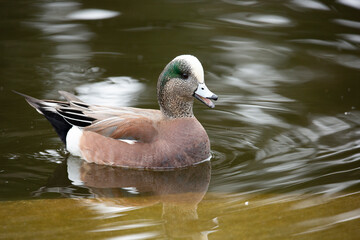 A view of an American wigeon swimming in a pond.
