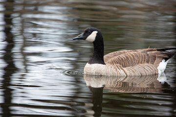 A view of a Canada goose swimming in a pond.
