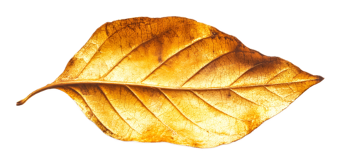 Leaf of gold on a transparent background. isolated background.