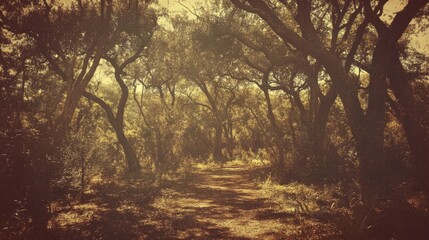 Fototapeta premium Serene Forest Pathway Surrounded by Lush Greenery and Trees