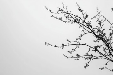 Minimalist Branch Silhouette Against a Grey Sky in Black and White Photography