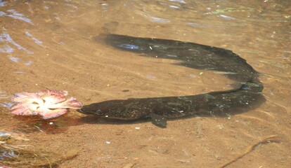 Eel in a pond in the Water Gardens of Vaipahi, Tahiti, Society Islands, French Polynesia.