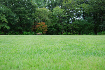 雨の芝生・草原　山林の風景　キャンプ・アウトドア・草で覆われた野原の背景