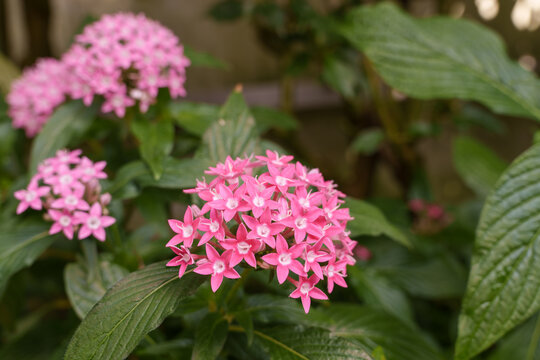 Close-up photo of pink pentas flowers in bloom