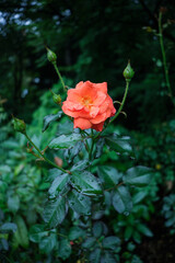 雨に濡れ　咲いた美しい赤いバラの花　