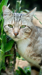 Outdoor Close-Up of a Gray and Black Patterned Cat