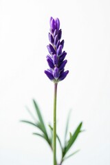 Delicate purple lavender sprig, isolated on white , bloom, blossom