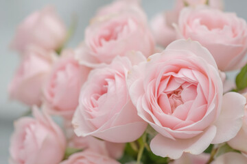 A bouquet of pink roses, light blue background