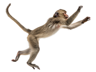 Photograph a monkey leaping on mid-air isolated on a transparent background.