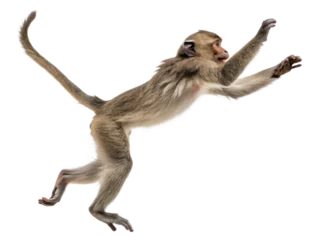  Photograph a monkey leaping on mid-air isolated on a transparent background. © Big