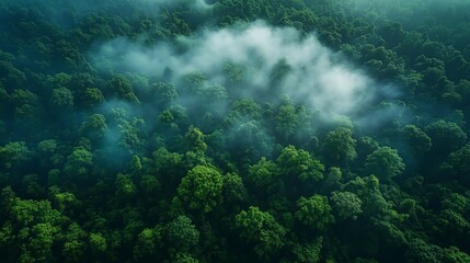Aerial Top View of Green Trees in Forest: Drone View of CO2 Capturing for Sustainable Environment, Carbon Neutrality, and Net Zero Emissions Concept