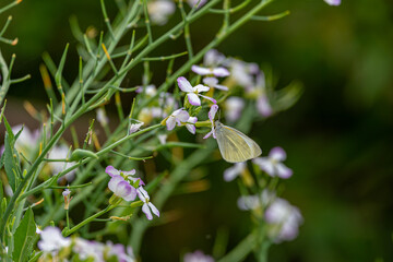 モンシロチョウと大根の花