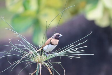 Chestnut-breasted Mannekin, aka Chestnut-breasted Munia or Bully Bird, (Lonchura castaneothorax), Papeete, Tahiti, Society Islands, French Polynesia.