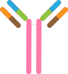 Antibody molecule with transparent background