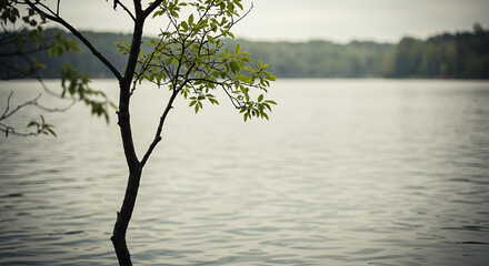 tree on the lake